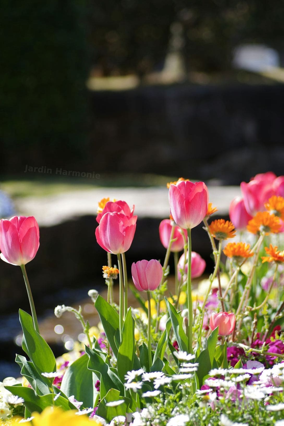 Jardin Harmonie 1
